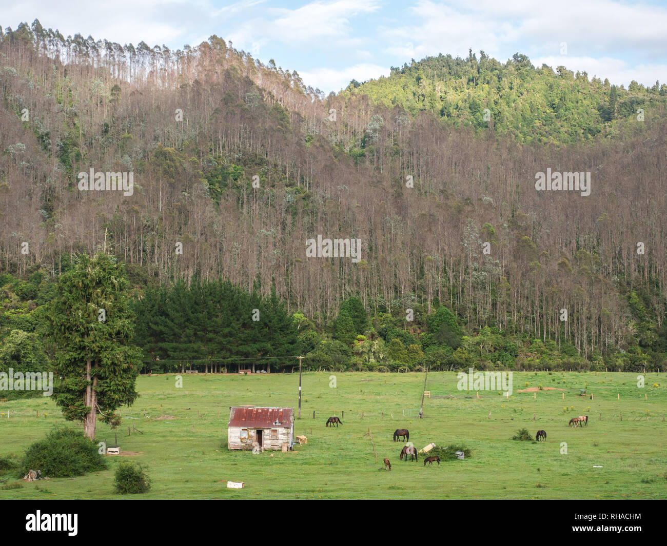 Abandoned derelict house, horses grazing on grass flats, eucalyptus plantation forest growing on the hills, Otekura, Ruatahuna, Te Urewera New Zealand Stock Photo