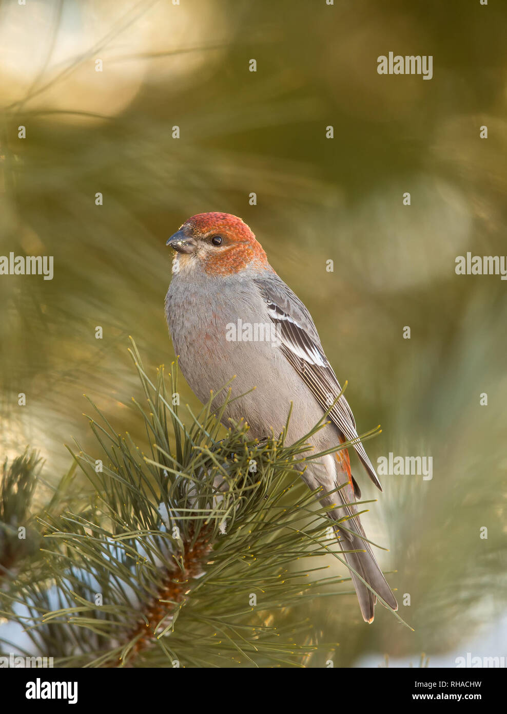 Immature male pine grosbeak perched in a red pine in northern Wisconsin. Stock Photo