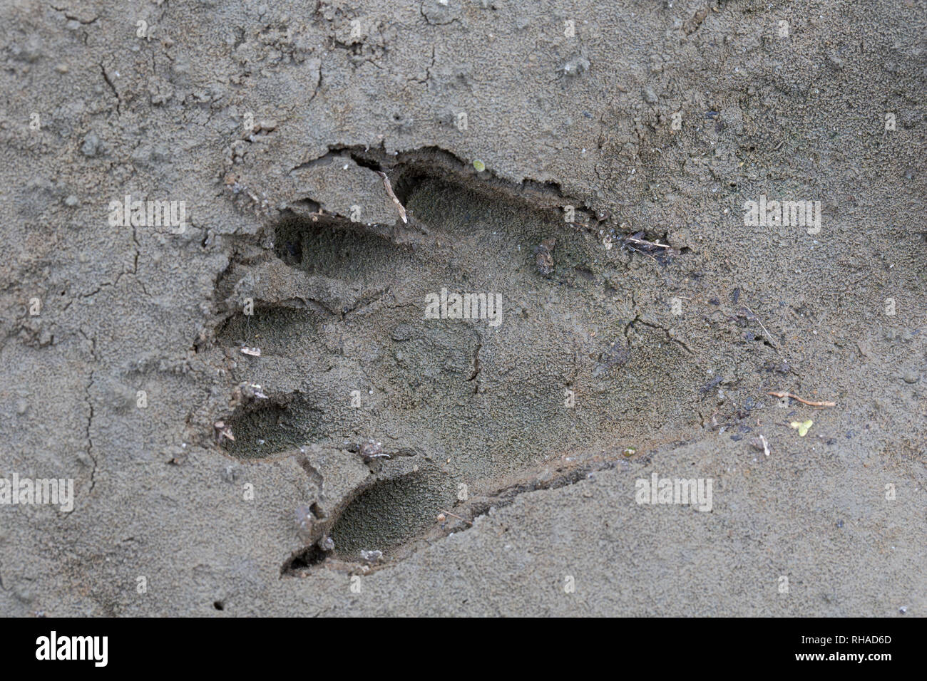 Raccoon footprints hi-res stock photography and images - Alamy