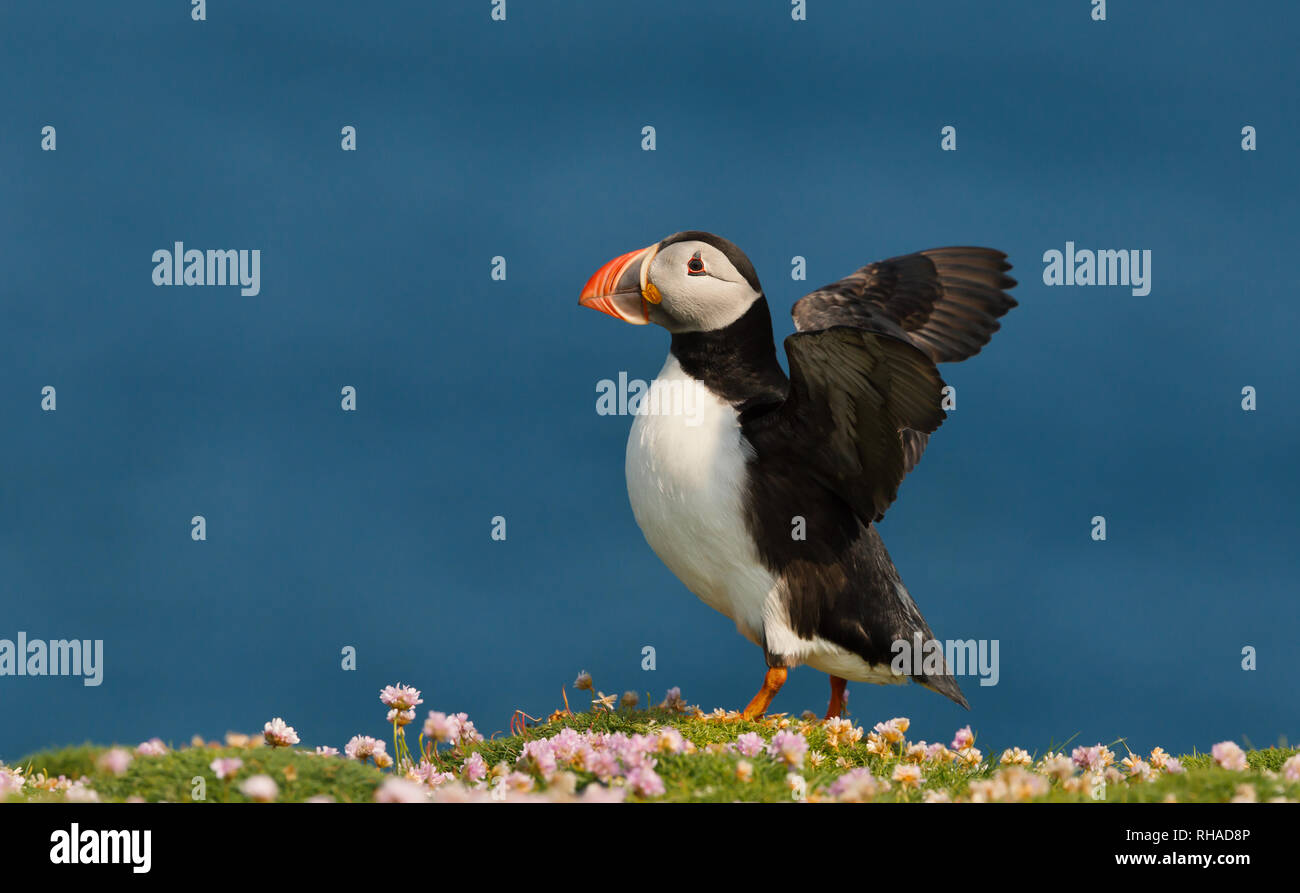 Close up of Atlantic puffin stretching wings, Scotland, UK. Stock Photo