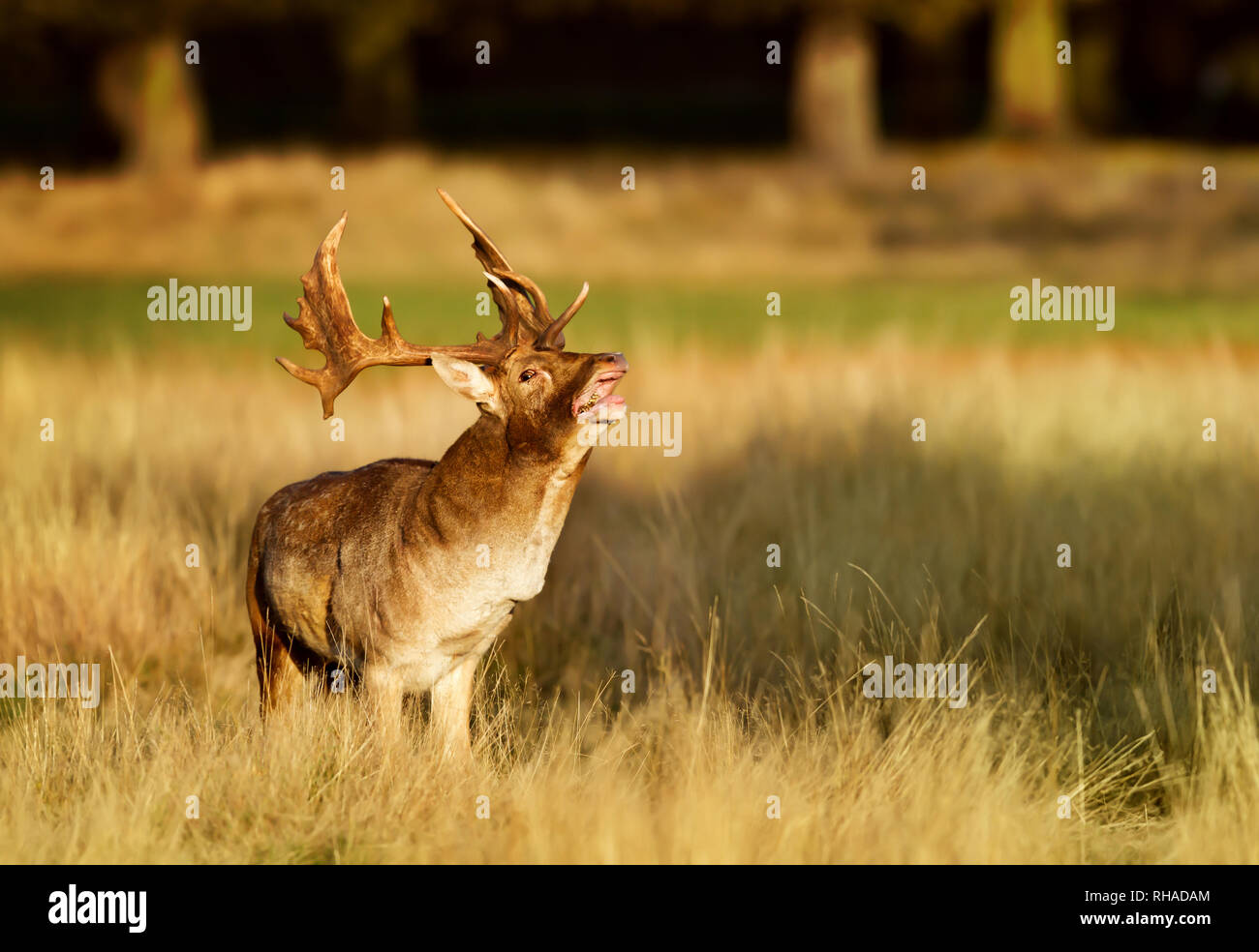 A Fallow Season