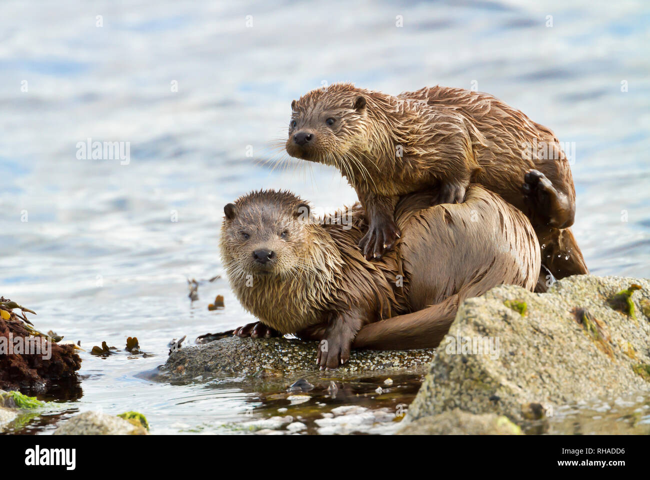 Close up of European otter (Lutra lutra) with a playful cub on shores of Shetland islands, Scotland. Stock Photo