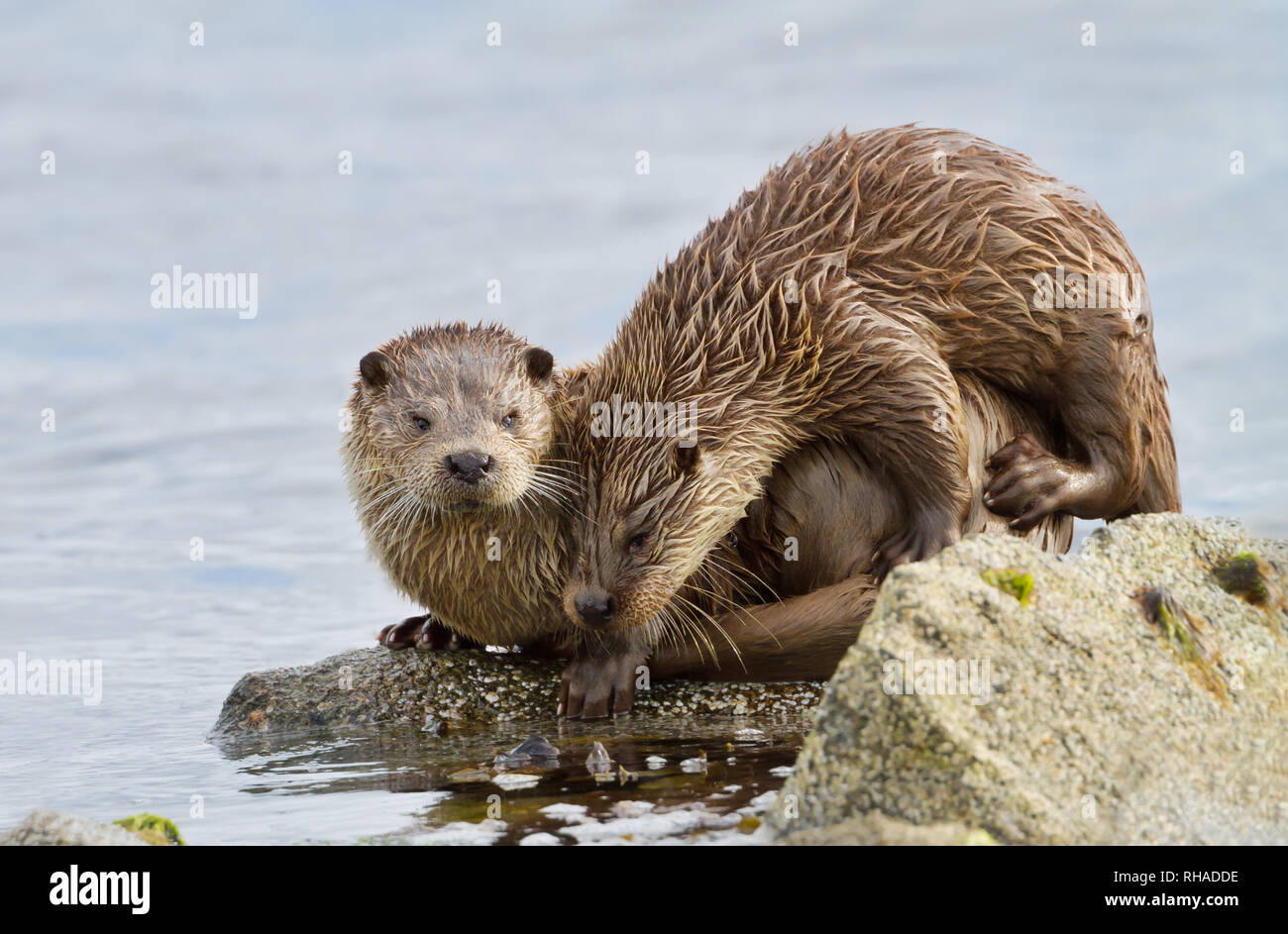 Close up of European otter (Lutra lutra) with a playful cub on shores of Shetland islands, Scotland. Stock Photo