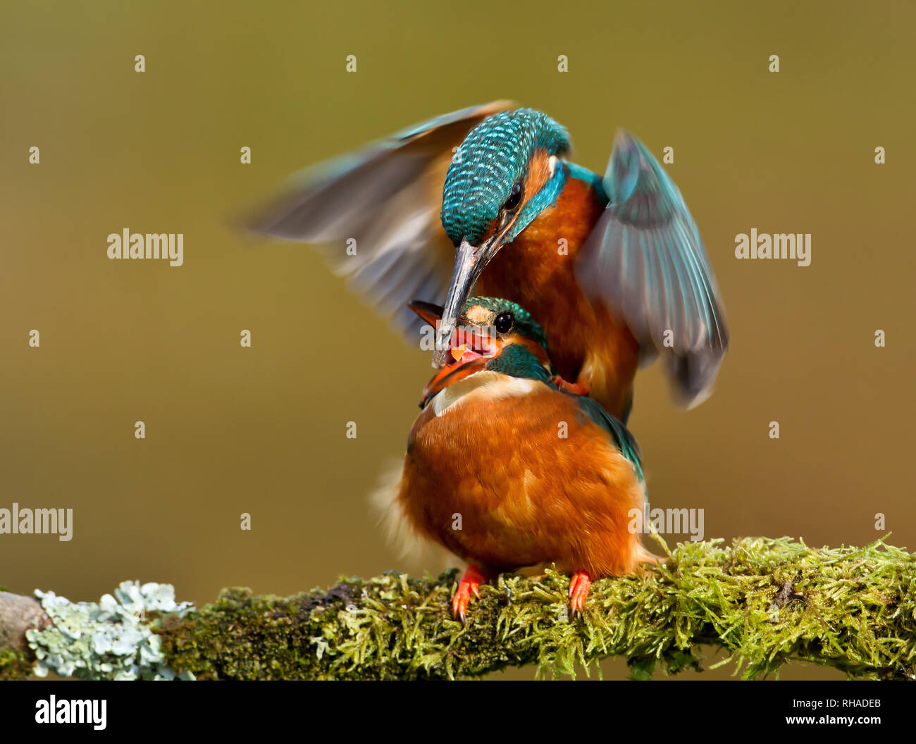 Close up of mating Eurasian kingfishers on a mossy perch, UK. Stock Photo