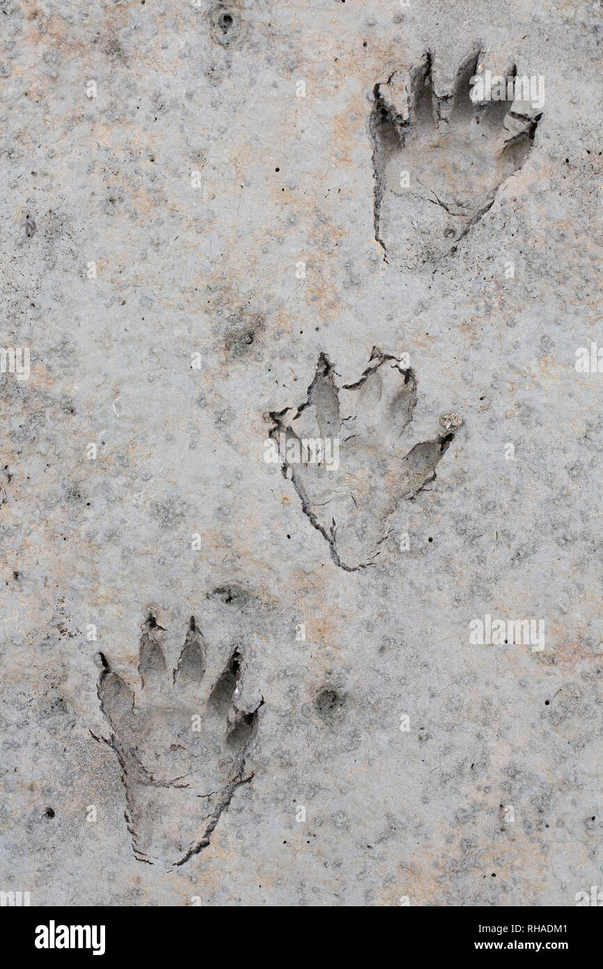 North American raccoon / racoon (Procyon lotor) close-up of footprints