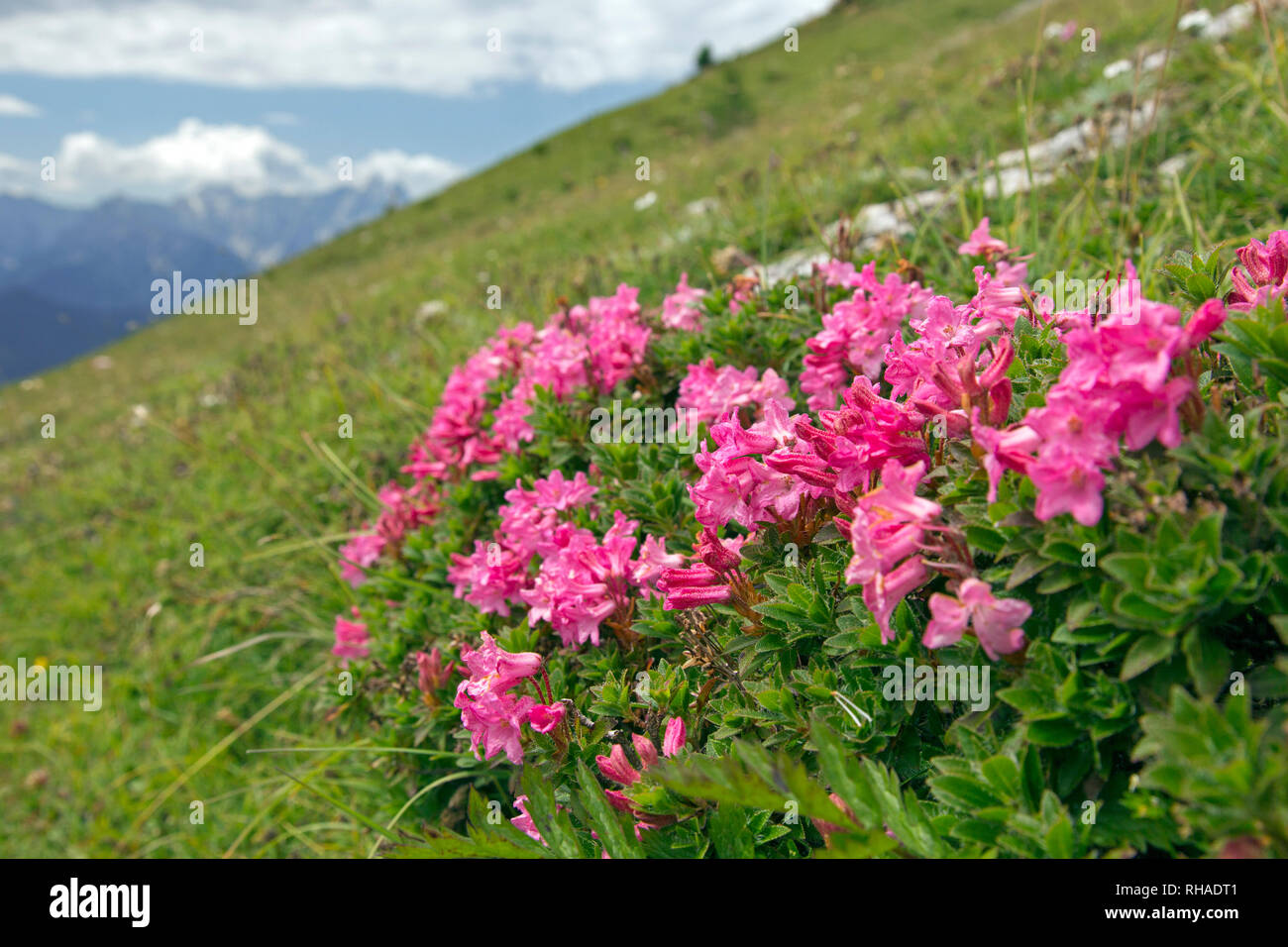 Snow-rose / rusty-leaved alpenrose (Rhododendron ferrugineum) in flower, Hohe Tauern National Park, Carinthia, Austria Stock Photo