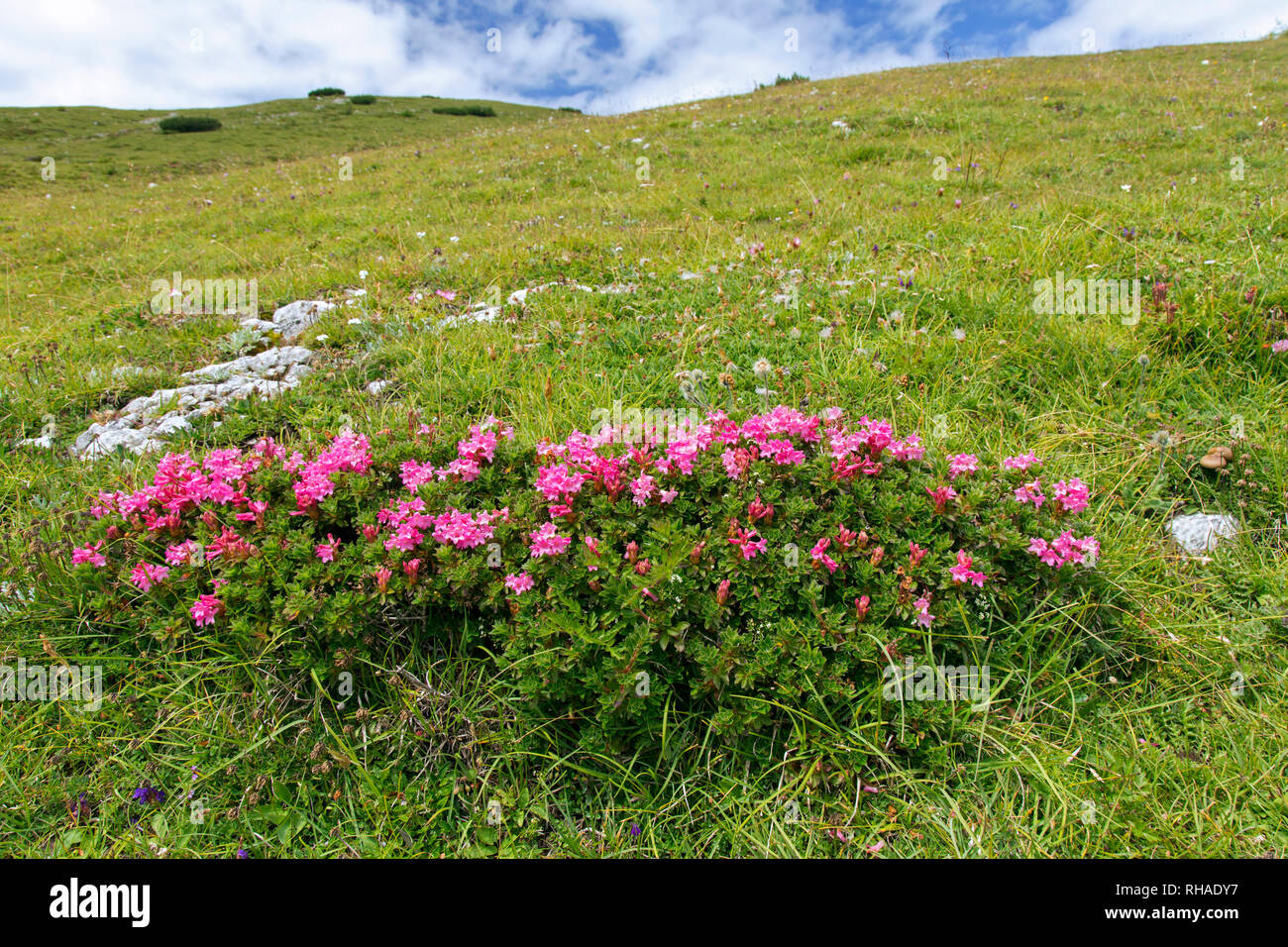 Snow-rose / rusty-leaved alpenrose (Rhododendron ferrugineum) in flower, Hohe Tauern National Park, Carinthia, Austria Stock Photo