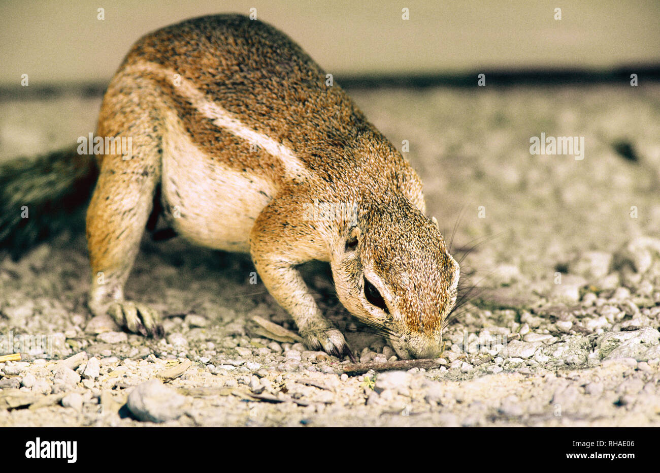 Kap-Borstenhörnchen (Xerus inauris), in Okaukuejo im Etosha NP in Namibia Stock Photo