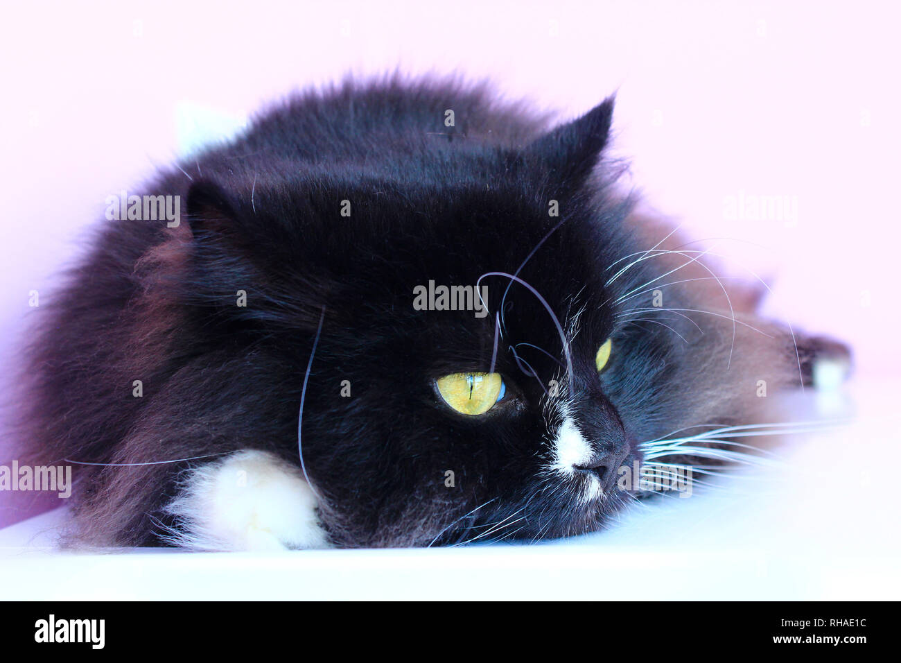 Muzzle of cat. Close-up. Muzzle of black cat. Lazy pet. Domestic animal Stock Photo