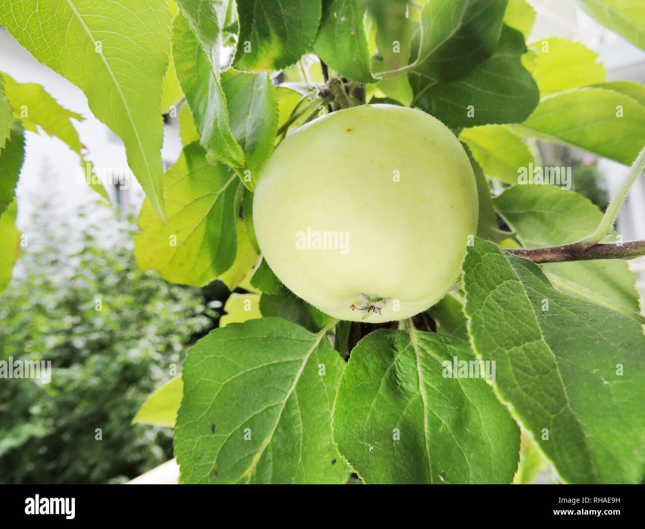 Miniapfelbaum 'Maloni Sally' (Malus com) mit fast ausgereifter Frucht Stock Photo