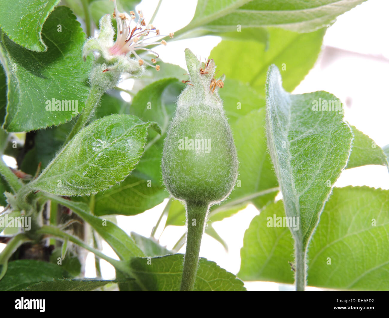 Miniapfelbaum 'Maloni Sally' (Malus com) mit Fruchtansatz Stock Photo