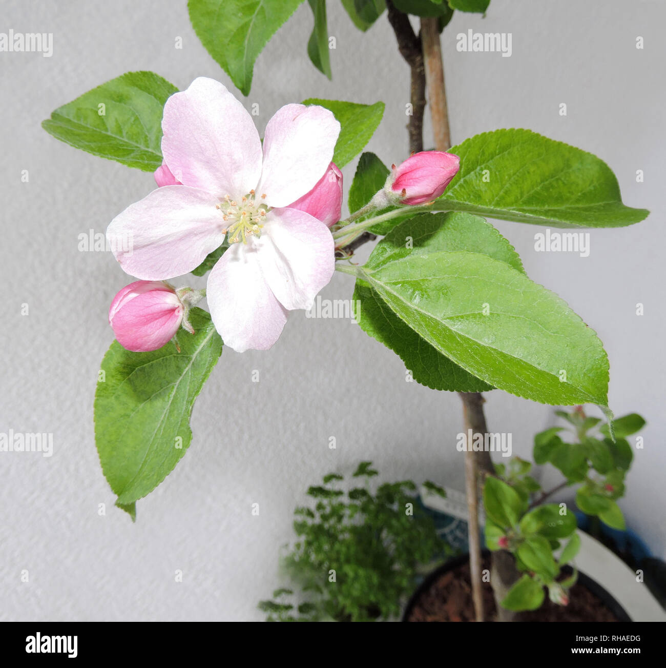 Miniapfelbaum 'Maloni Sally' (Malus com) mit offener und geschlossener Blüte Stock Photo