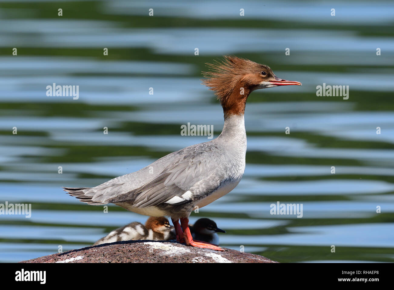 Portrait of a common merganser (Mergus merganser) duck standing on a