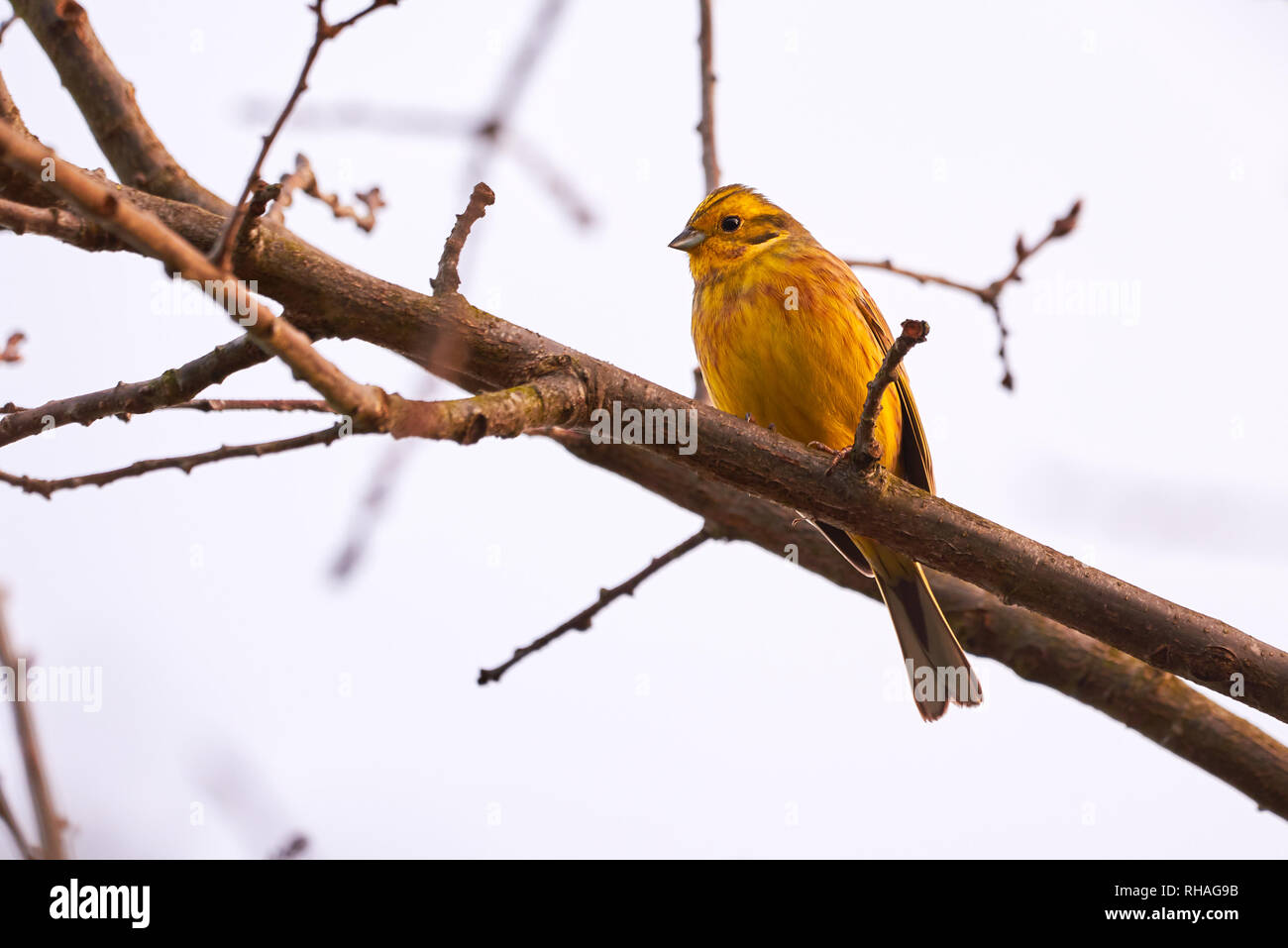 O2 Bird O wild bird hi-res stock photography and images - Alamy
