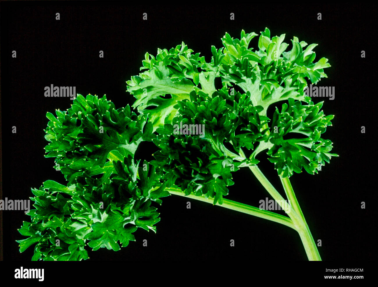 Curly leaf parsley hires stock photography and images Alamy
