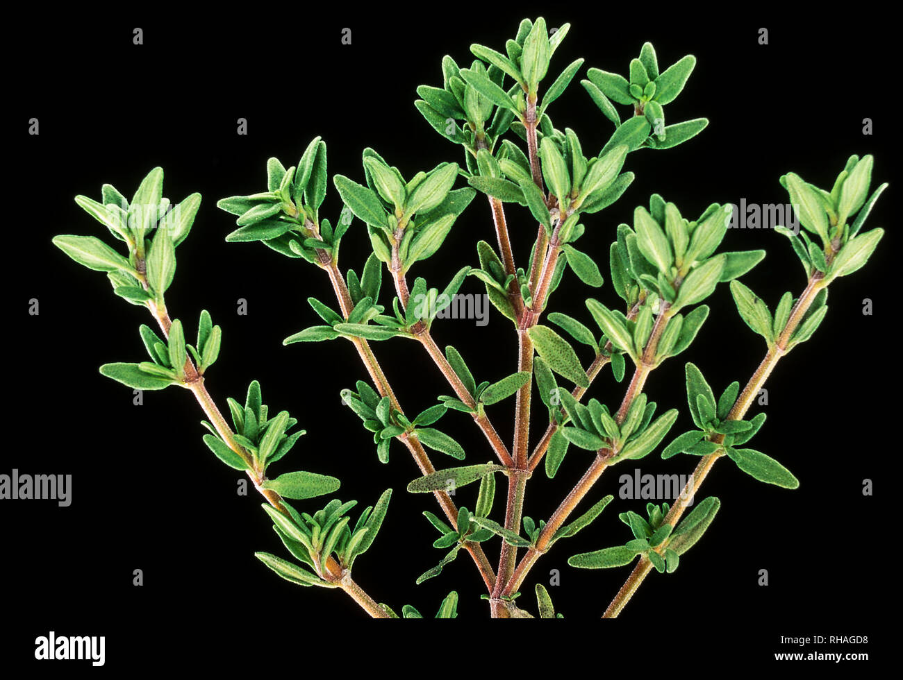 Close-up view of a sprig of the culinary herb, thyme. Stock Photo