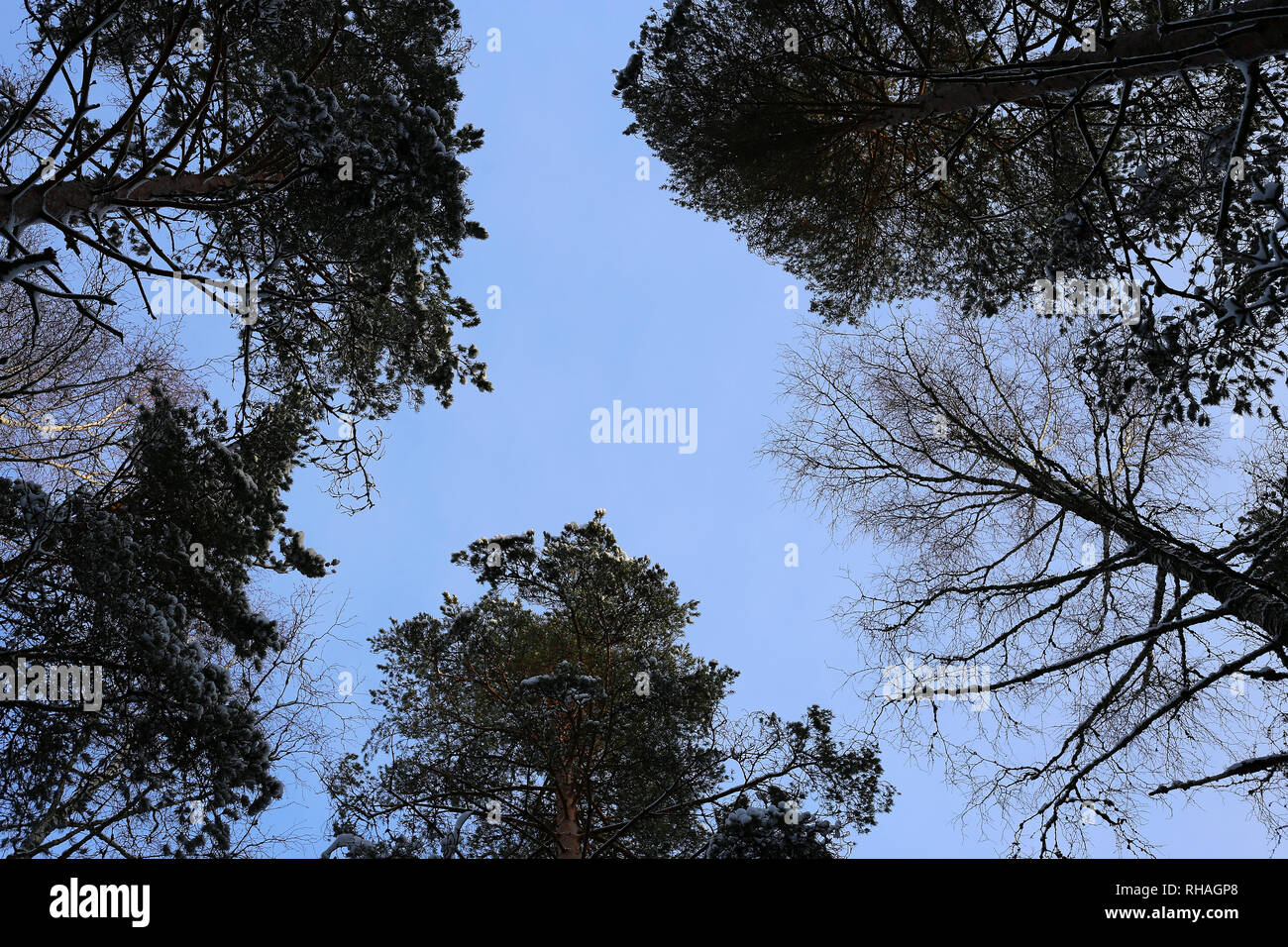 Snowy trees from below. These mostly evergreen trees where photographed in Finland during a cold winter day. Beautiful new perspective to the forest. Stock Photo