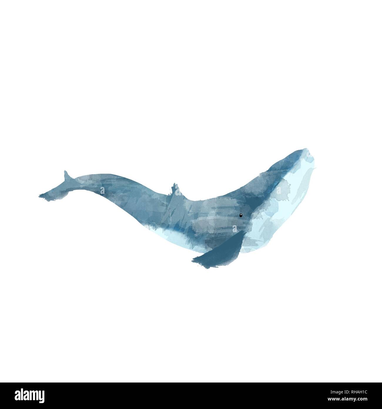 Watercolor whale hand painted illustration isolated on white background ...