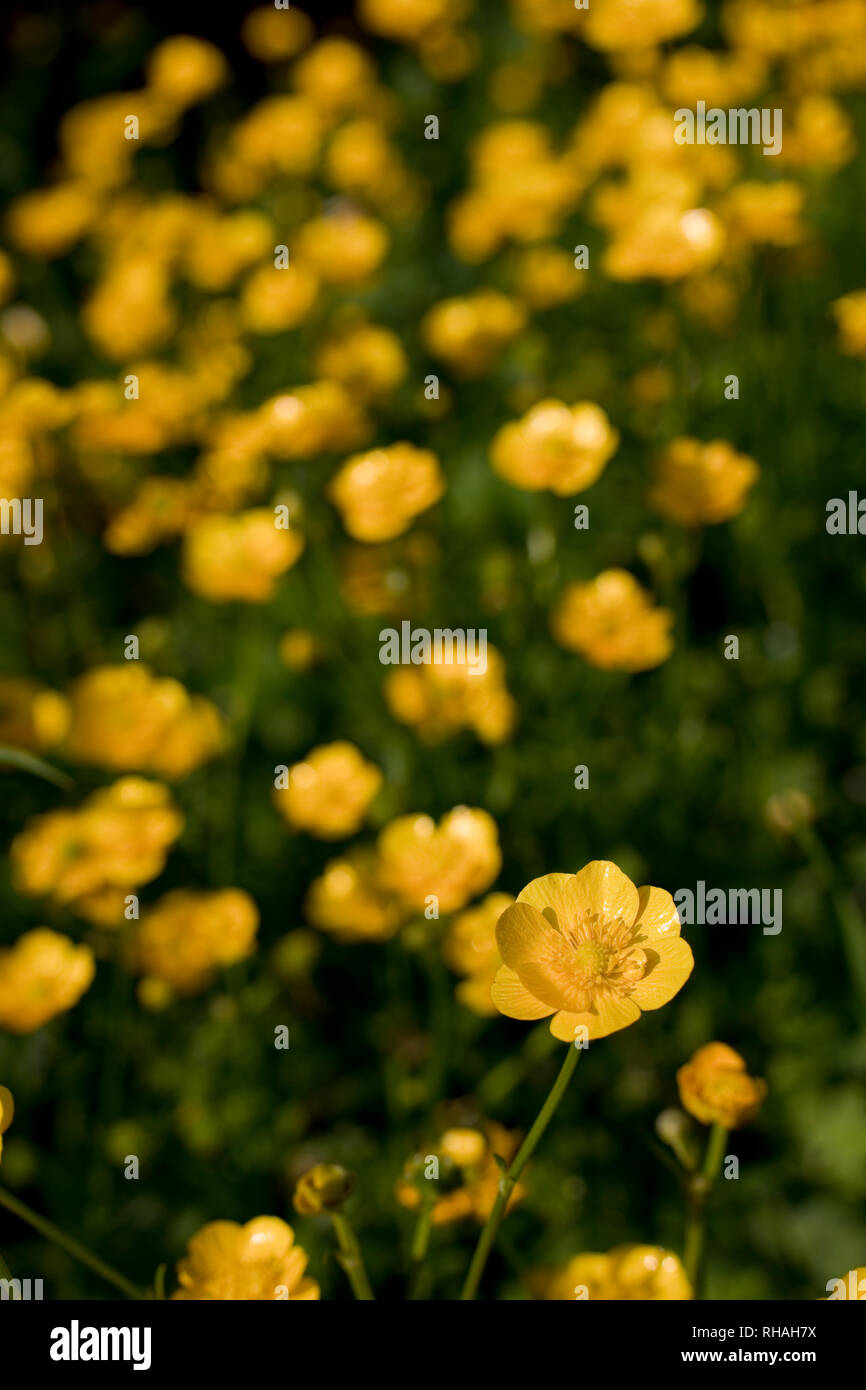 Creeping Buttercups Ranunculus repens in flower, North Yorkshire, England, United Kingdom Stock Photo