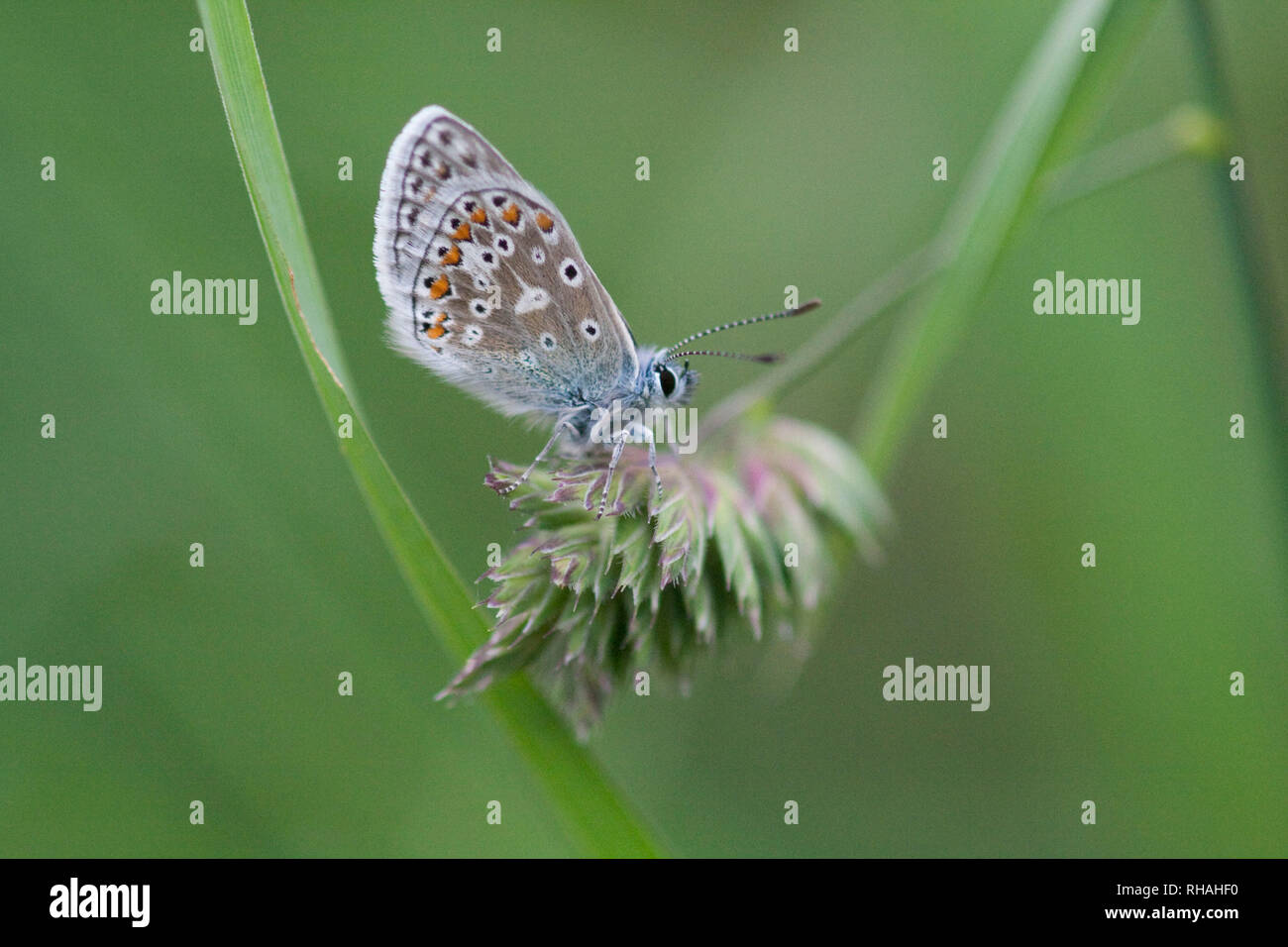 The common blue butterfly is a butterfly in the family Lycaenidae and subfamily Polyommatinae. The butterfly is found throughout the Palearctic Stock Photo
