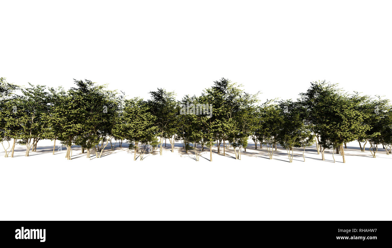 Abstract Tree Rendering 3d rendering of a group of tree raw for architectrural background use ...
