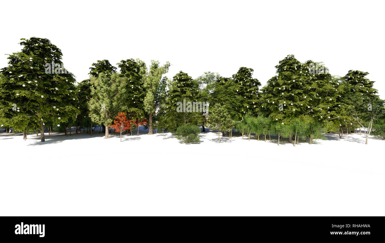 3d rendering of a group of tree raw for architectrural background use  isolated on white Stock Photo - Alamy