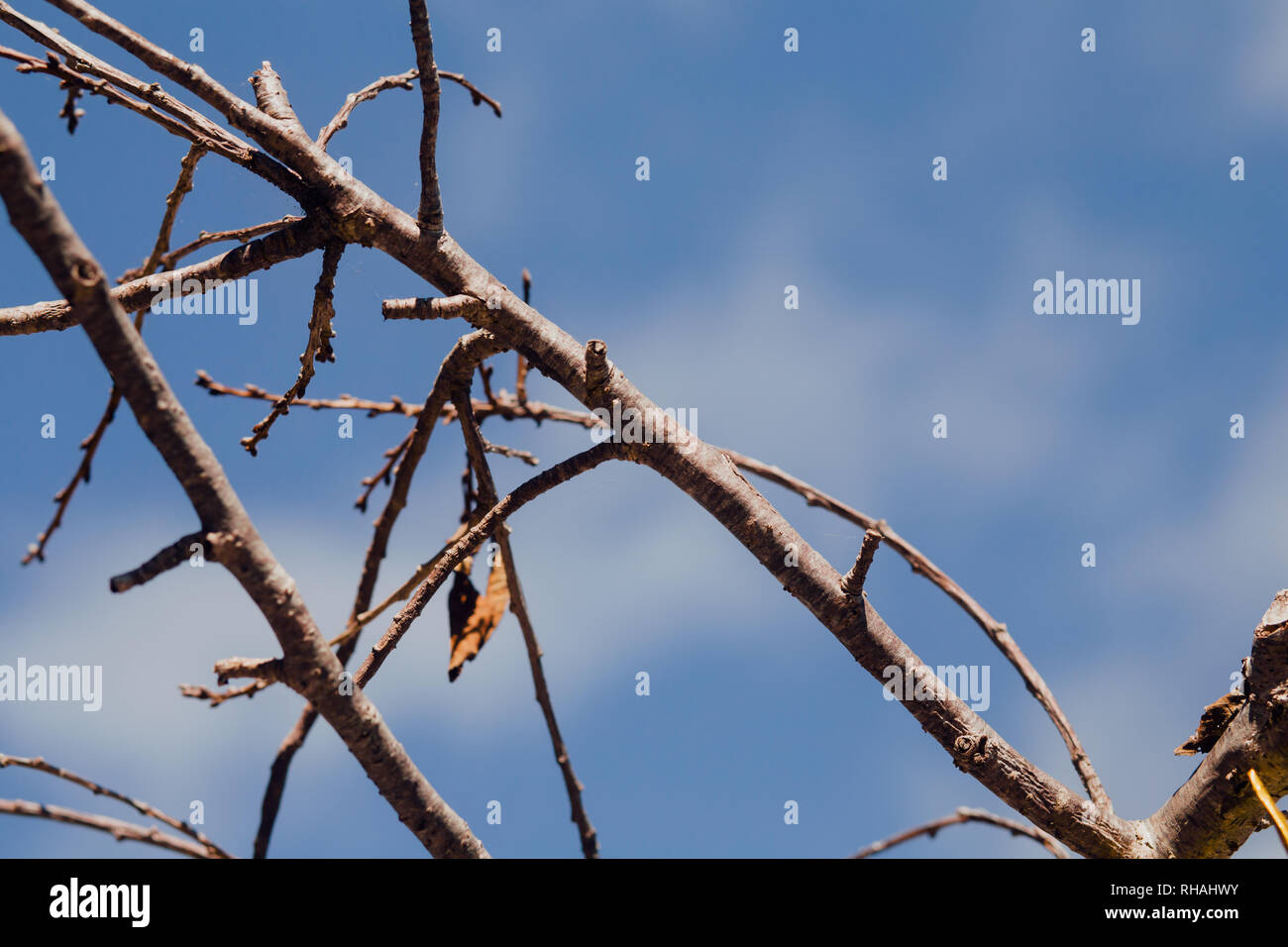 Dormant Pruned Cherry Blossom Tree In Winter With Blue Sky Background Taken In Japantown San Francisco California Usa Stock Photo Alamy Dormant Pruned Cherry Blossom Tree In Winter With Blue Sky Background Taken In Japantown San Francisco California Usa Stock Photo Alamy