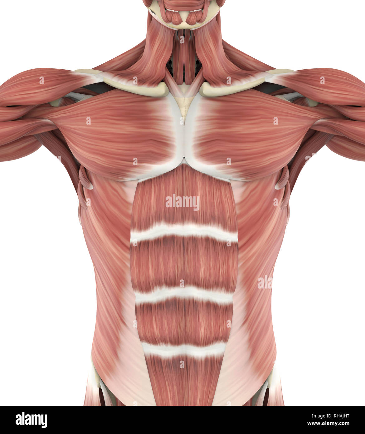 Upper Anterior Muscles Anatomy Stock Photo Alamy