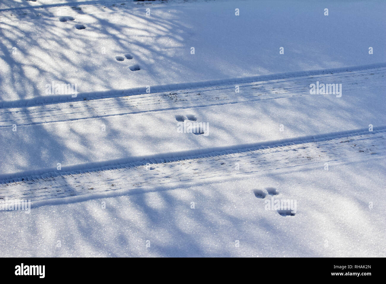 Winter snow texture abstract landscape background featuring rabbit tracks crossing tire tracks in the snow Stock Photo