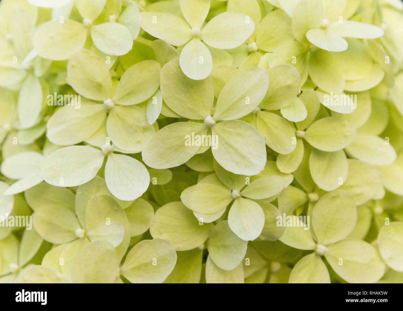 Close up background image of Hydrangea Paniculata 'Limelight' An award ...