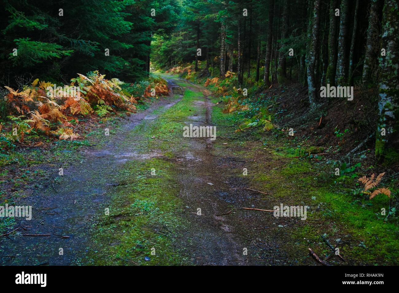 forest road at Pertouli, Trikala, Greece Stock Photo