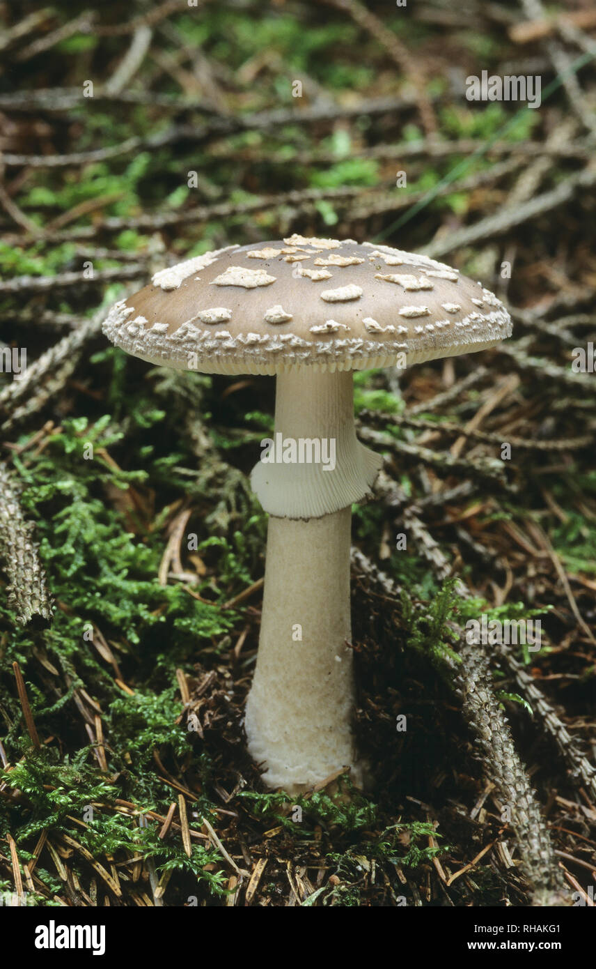 Grey spotted amanita amanita spissa hires stock photography and images Alamy
