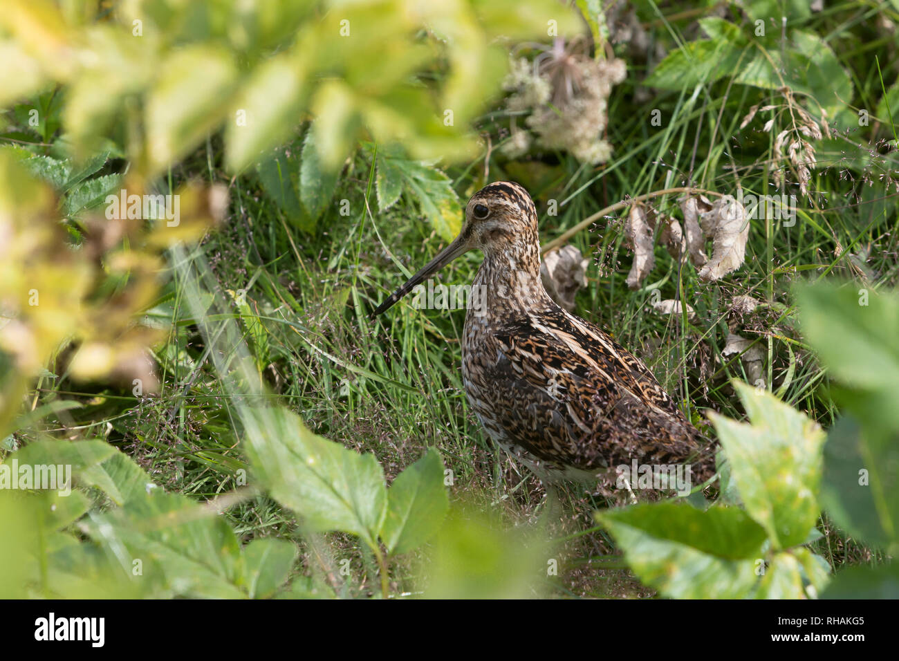 Bekassine, Bekasine, Gallinago gallinago, Capella gallinago, common snipe, La Bécassine des marais Stock Photo