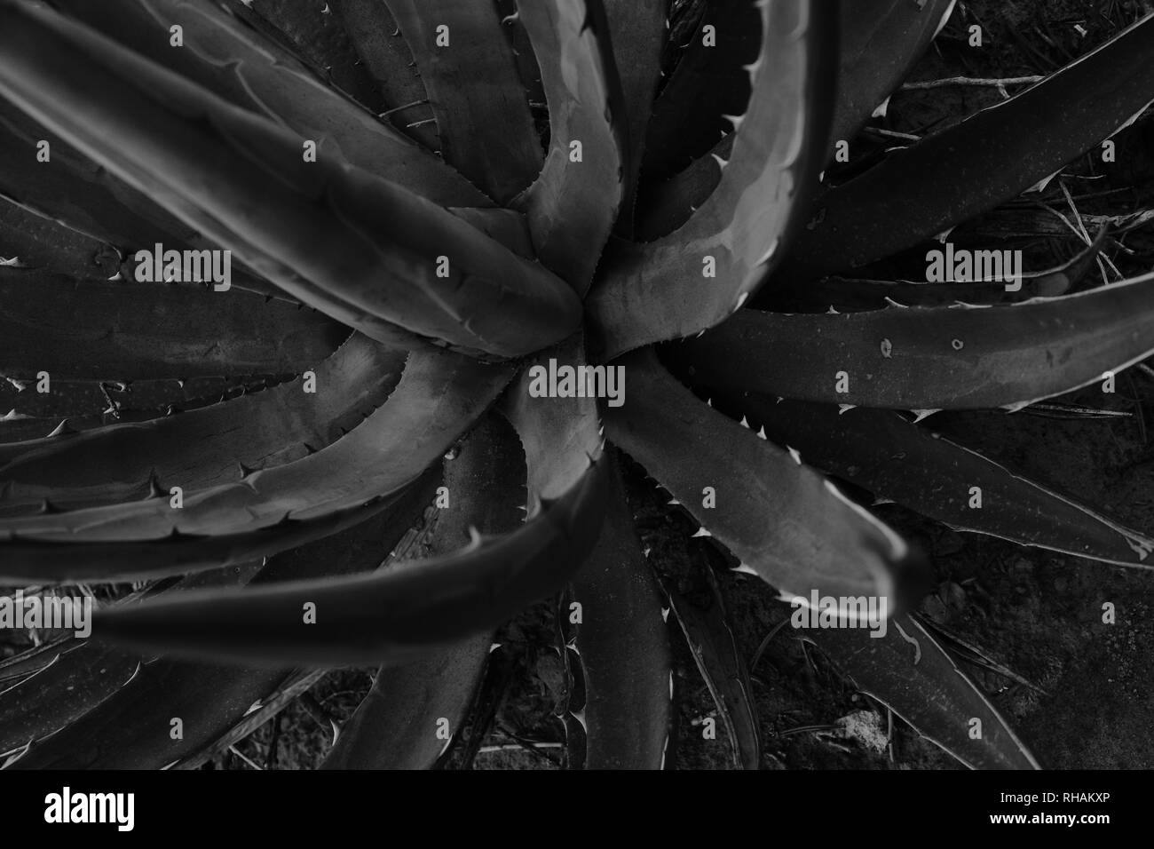 Yucca Plant High Resolution Stock Photography and Images Alamy