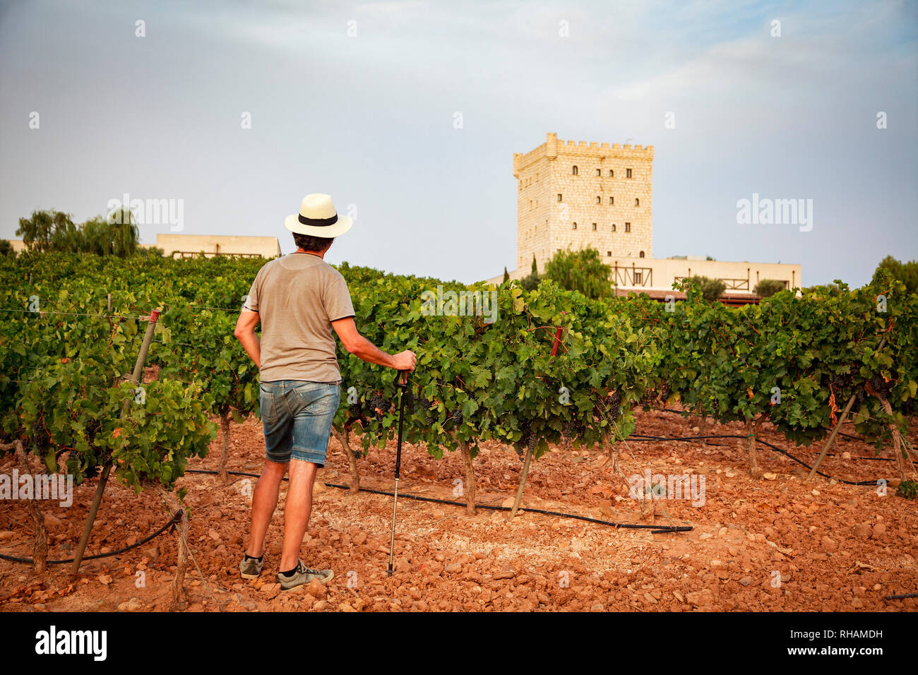 Pago de Cirsus vineyard. Ablitas. Navarre. Spain Stock Photo