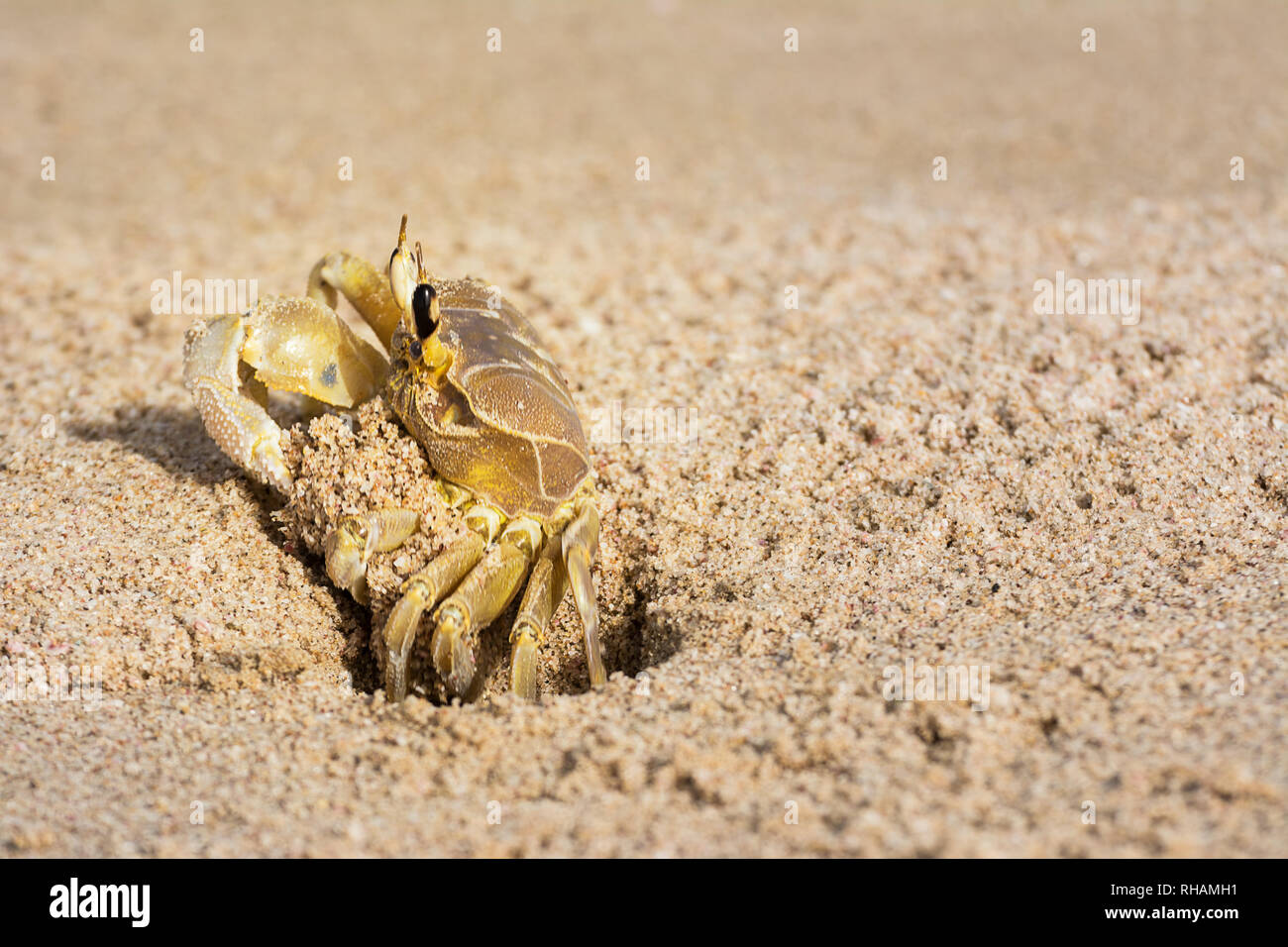 Crab pincer sand hi-res stock photography and images - Alamy