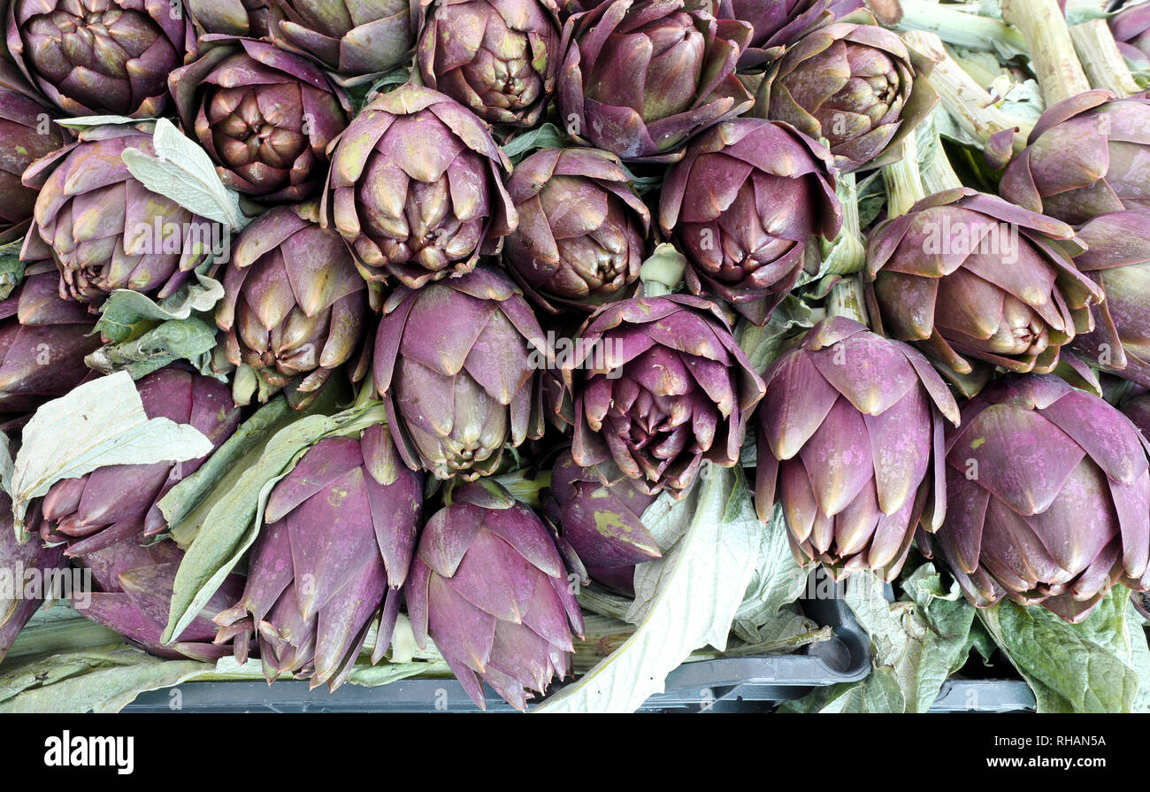 green ripe artichokes for sale. Italy is the world's largest producer