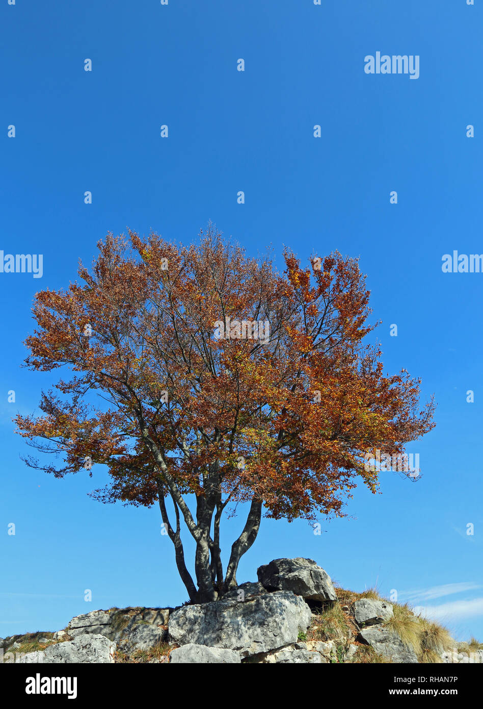 isolated tree with a few dry leaves in winter over the knoll and the blue sky Stock Photo