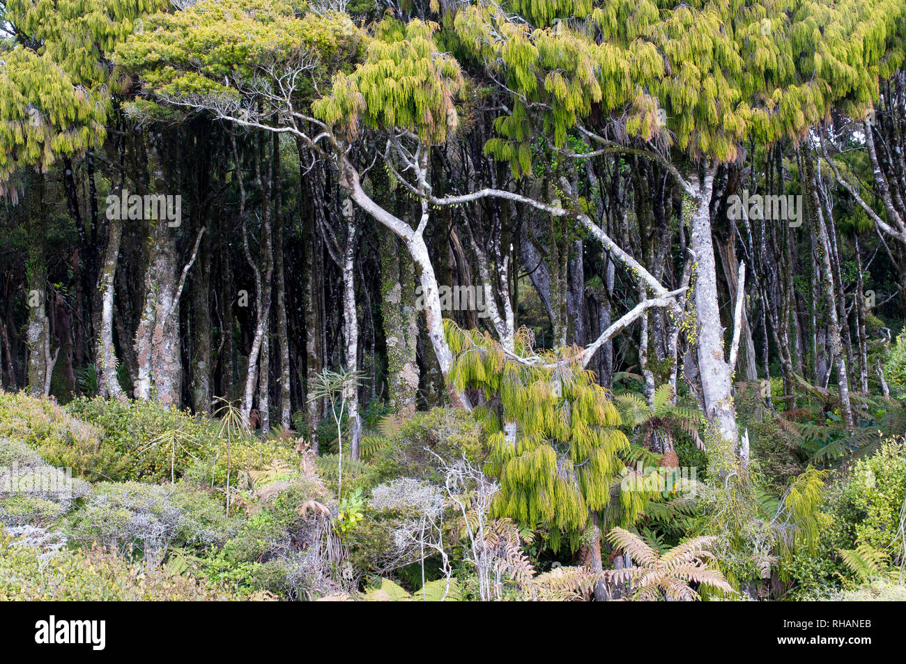 Dacrydium cupressinum forest New Zealand Stock Photo