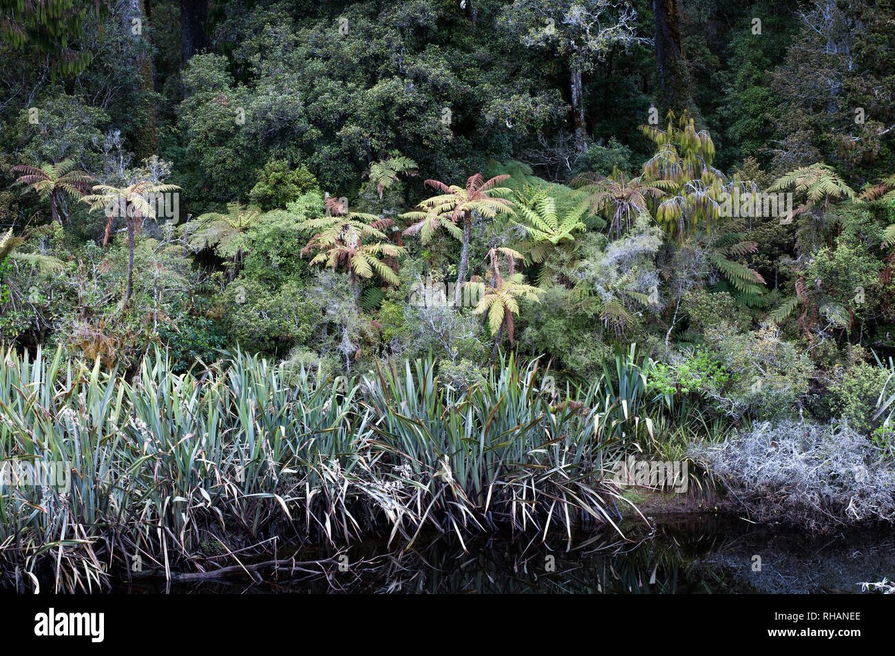New Zealand rainforest south island Stock Photo