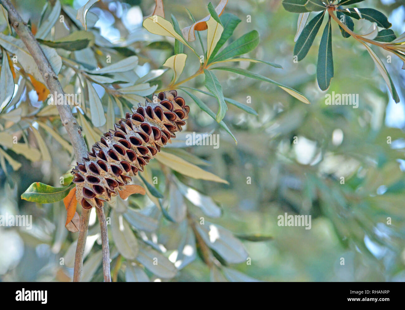 Australian native Coast Banskia seed pod, Banksia integrifolia, family Proteaceae, Wollongong, NSW, Australia. Leaves dark green above and white below Stock Photo