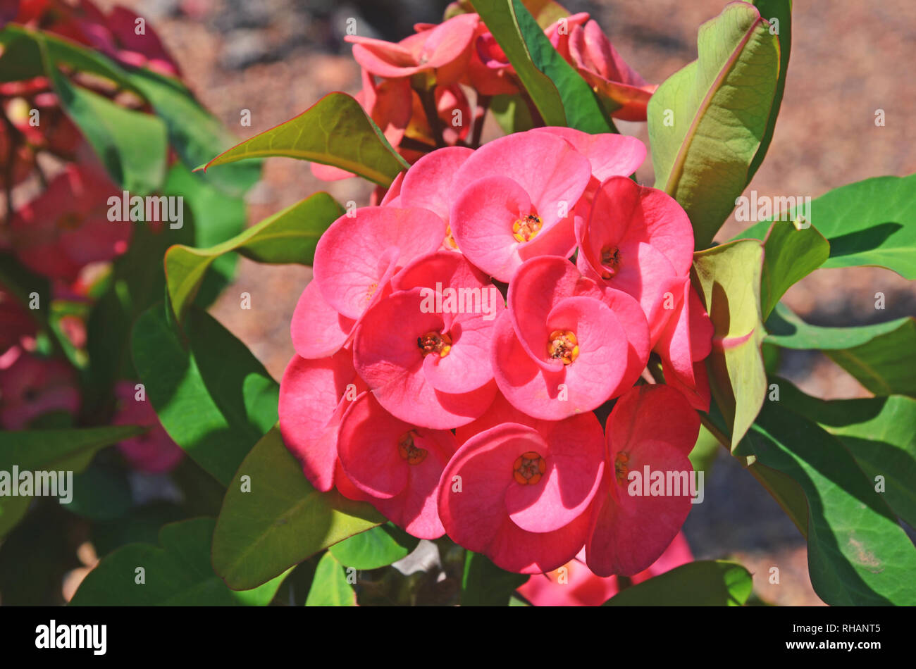 Red flowers of the Giant Crown of Thorns plant Euphorbia milii var. hislopii, family Euphorbiaceae. Hardy, drought tolerant succulent cactus species Stock Photo