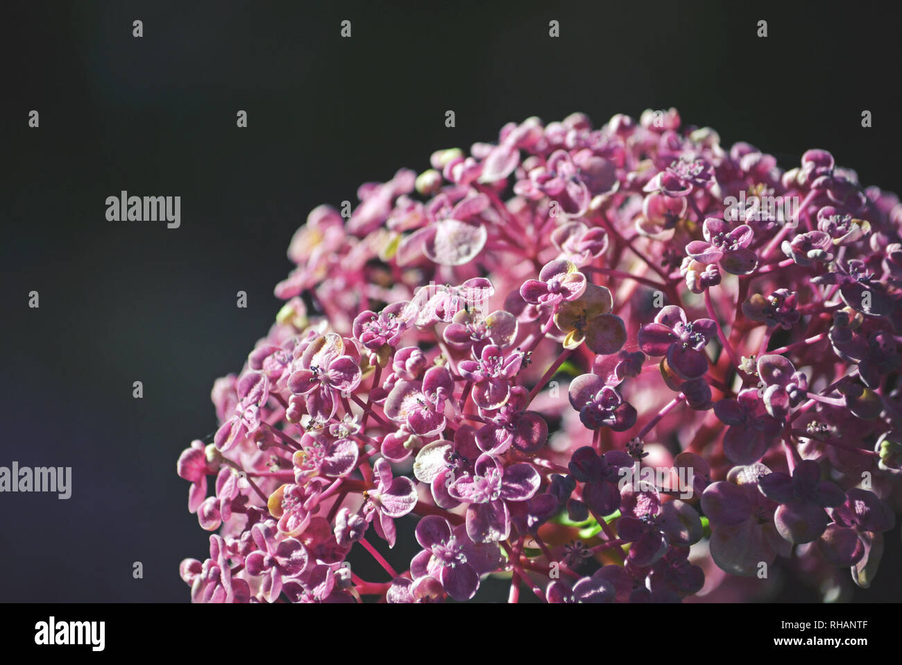 Close up of flowers of a pink and purple Hydrangea umbel Stock Photo
