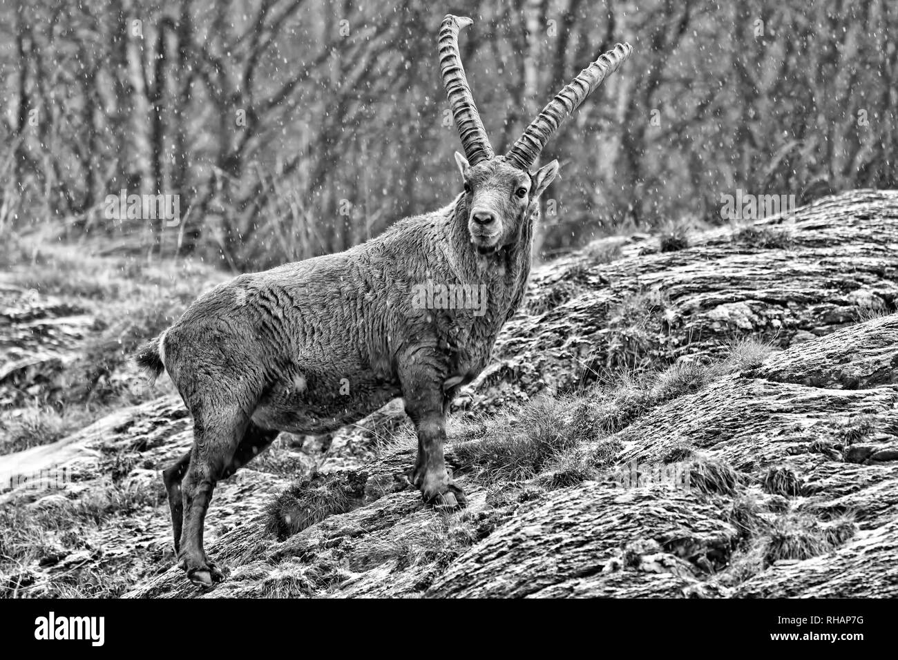 Wonderful portrait of Alpine ibex in the Alps (Capra Ibex), black and ...