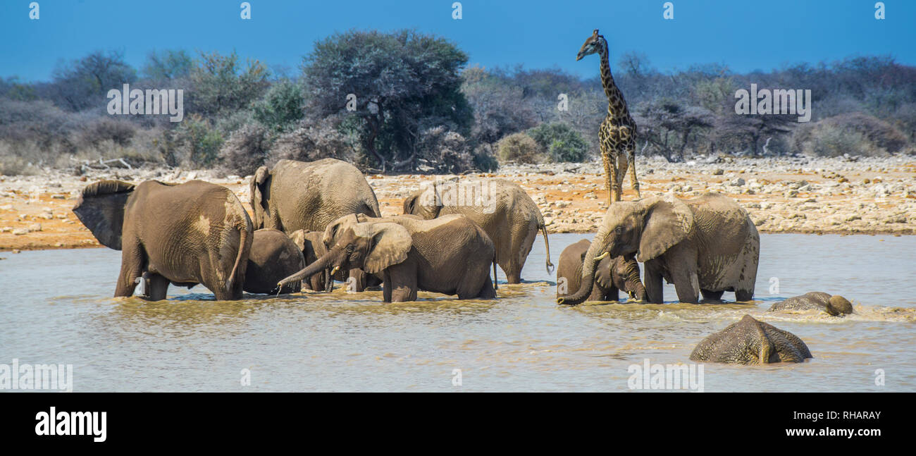 Elephant group in Etosha National Park waterhole, Namibia 21:9 Stock Photo