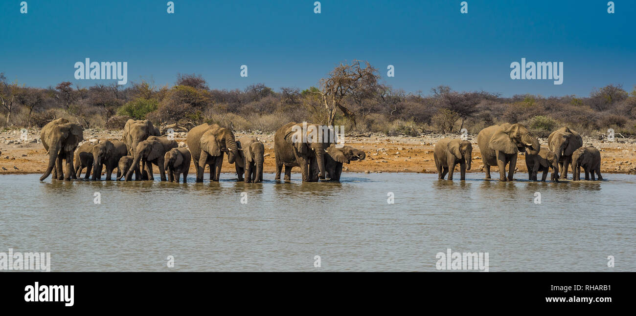 Elephant group in Etosha National Park, Namibia 21:9 Stock Photo