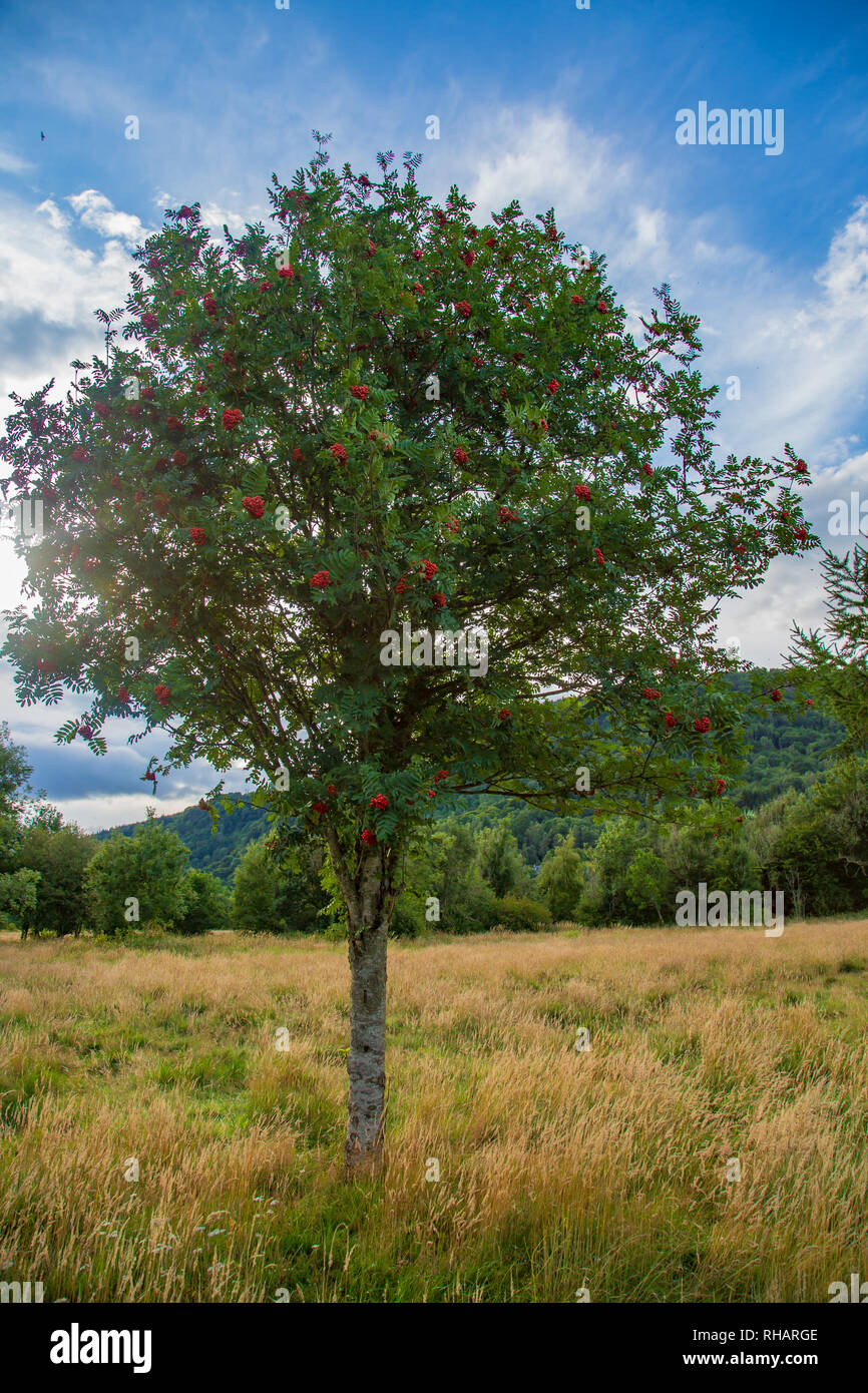 Rowan Tree Distribution Rowan berries scotland hi-res stock photography and images - Alamy