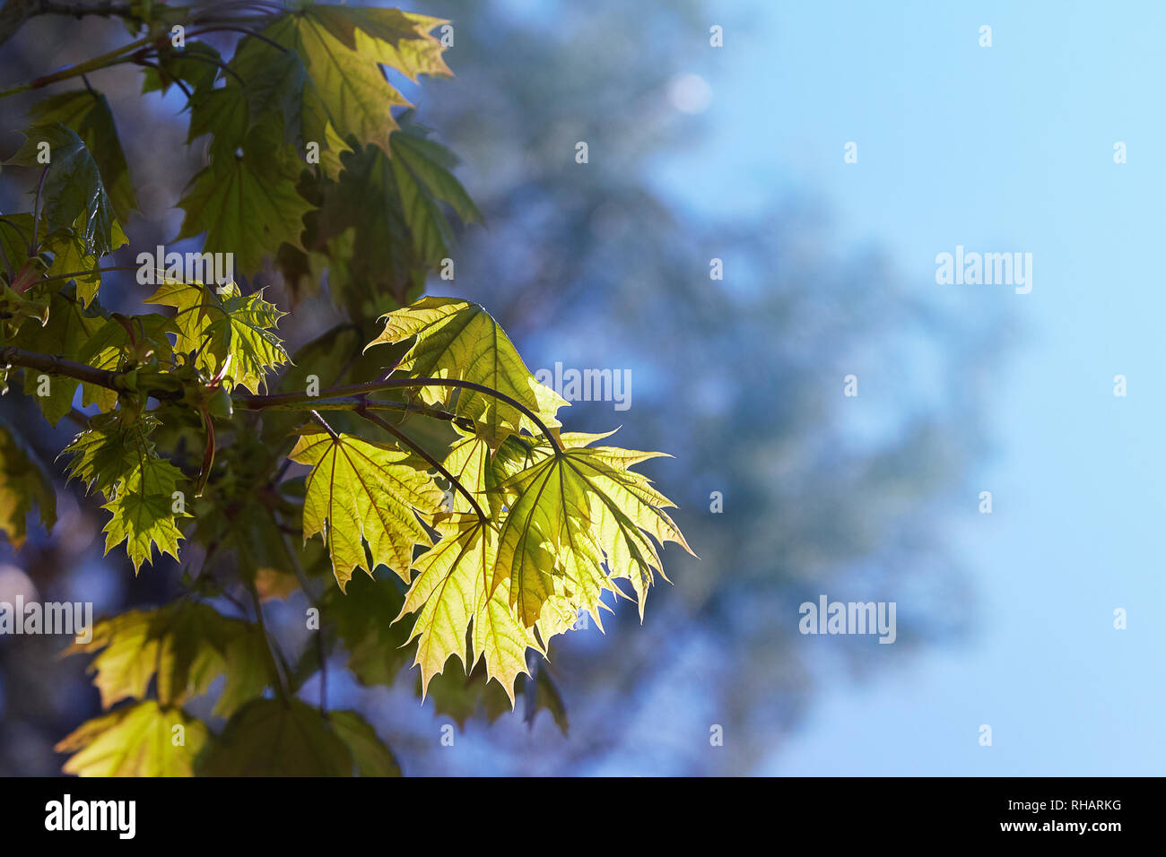 Acer palmatum (palmate maple),  (japanese maple), (smooth japanese-maple) green foliage against bright blue sky in spring Stock Photo