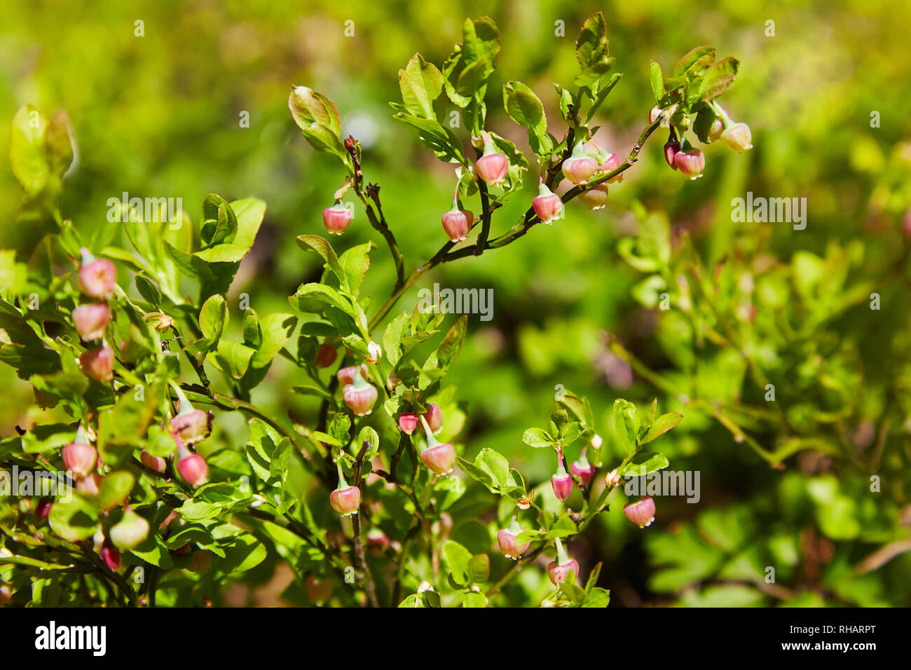 A shrub of European blueberry (Vaccinium uliginosum)  in bloom in the forest in May. Bushes with Green unripe blueberry in early spring. Wild Young bl Stock Photo