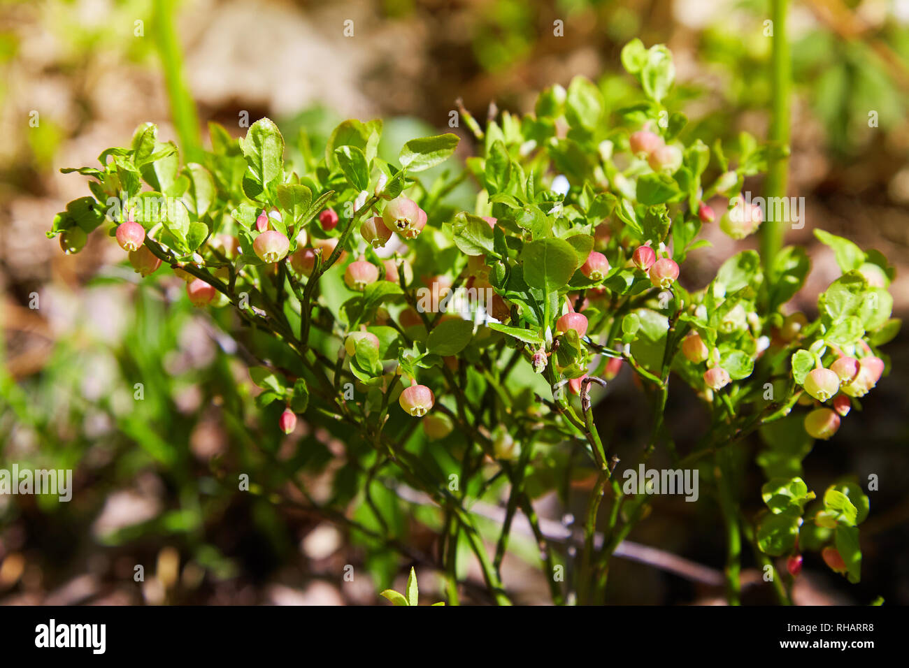A shrub of European blueberry (Vaccinium uliginosum)  in bloom in the forest in May. Bushes with Green unripe blueberry in early spring. Wild Young bl Stock Photo